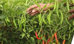 बाँकेका युवाको लोभ लाग्दो तरकारी खेती