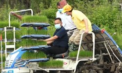 कृषिमन्त्री गम्बुट लगाएर हिलोमा पसे, अनि यसरी रोपे धान ! (फोटो फिचर)