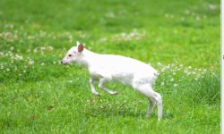 सेतो रतुवा मृग सदर चिडियाखानामा