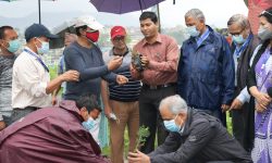ग्लोबल आईएमई बैंक र त्रिभुवन विश्व विद्यालयद्वारा वृक्षरोपण