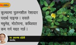 ‘नुन ढिके अर्थात् कुल्फा जसलाई अपहेलना होइन भान्सामा प्रयोग गरौं’