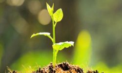 १ लाख ५० हजार बिरुवा नि:शुल्क वितरण गरिने