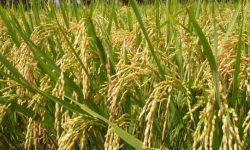 भक्तपुरमा चाइनिज हाइब्रिड धान लगाएका किसानकाे १३ सय रोपनीमा धान फलेन