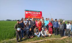 राष्ट्रिय खाद्य बैंकको प्रमोर्टर सेयरमा अत्याधिक प्रतिवद्धता, असार मसान्तबाट सेयर बिक्रिहुने