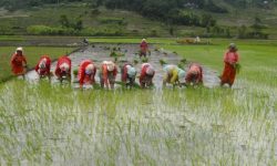 पाल्पामा ८७ प्रतिशत रोपाइँ सकियो