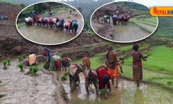 ‘छुपुमा छुपु हिलोमा धान…’ (फोटो फिचर)