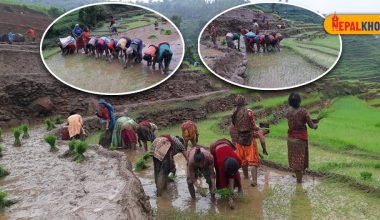 ‘छुपुमा छुपु हिलोमा धान…’ (फोटो फिचर)