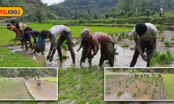 मानो रोपेर मुरी फलाउन व्यस्त डडेल्धुराका किसान (फोटो फिचर)