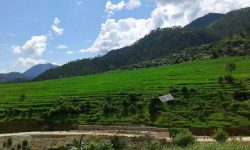 बैतडीमा जङ्गली जनावरले मकैबाली सखाप पार्न थालेपछि किसान चिन्तित (फोटो फिचर)