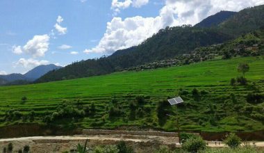 बैतडीमा जङ्गली जनावरले मकैबाली सखाप पार्न थालेपछि किसान चिन्तित (फोटो फिचर)