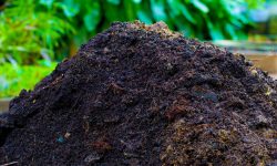 पाँच नगरपालिकाको आर्थिक सहयोगमा हरित पुनःउत्थान प्रवर्द्धन परियोजना सुरु, १५ सयलाई रोजगारी