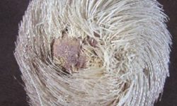 कस्तुरीको विनासहित २ जना पक्राउ