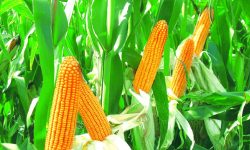 चितवनमा मकै प्रवर्द्धन कार्यक्रम प्रभावकारी