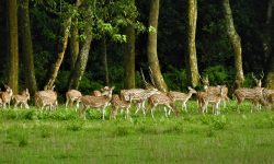 बाघमारामा रमाउँदै चित्तल