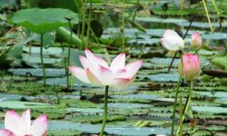 आहा ! झारखण्डी तालमा फुलेको कमल