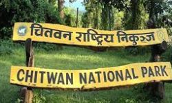 चितवन राष्ट्रिय निकुञ्ज घुम्ने पर्यटक आधाले घटे, राजस्व पनि घट्याे