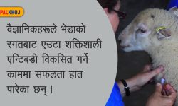 अब भेडाको रगतबाट शक्तिशाली एन्टिबडी