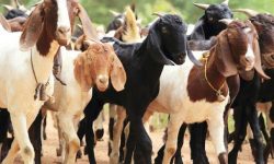 १ करोड बराबरको बाख्रा बिक्री