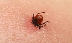 दार्चुलामा बढ्न थाले स्क्रबटाइफसका बिरामी