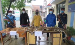 बाघको अखेटोपहारसहित तीनजना पक्राउ