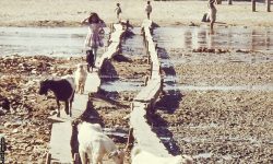 विष्णुमती खोलाको हिउँदे पुल