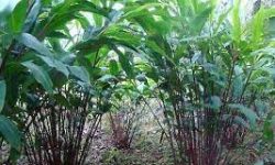 अलैँचीमा डढुवा लाग्यो, किसान चिन्तित