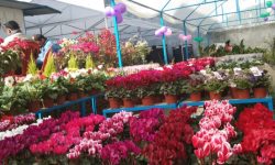 पुष्प व्यवसाय भन्छन् – सरकारले बेवास्ता गर्‍यो