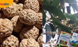 ग्रह राशि नक्षत्रअनुसार रुद्राक्ष !