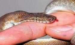 नाइजेरियामा सर्पदंशबाट बर्सेनि दुई हजार मानिसको मृत्यु