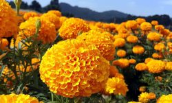 ‘बजारलाई व्यवस्थित गरिने हो भने पुष्प व्यवसाय सबैभन्दा छिटो लयमा फर्किन्छ’