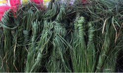 विष्णुको प्रतीक कुश !