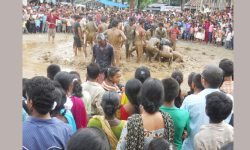 ‘दधिकादो पर्व’मा रमाए पूर्वका आदिवासी युवा