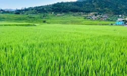 फस्टाउँदै धान ! (तस्बिर)