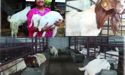 खसीपालनले उकासेको जीवन : वार्षिक करोड बढीको कारोबार (फोटो फिचर)