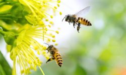 ‘तोरी खायो मौरीले’ शब्दप्रति आपत्ति