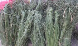 आज कुसे औँसी, बुवाको मुख हेर्ने दिन