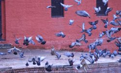 पशुपतिका परेवा बाँदरको निशानामा