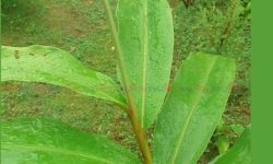 कर्णाली र सुदूरपश्चिमका केही स्थानमा हल्का वर्षा