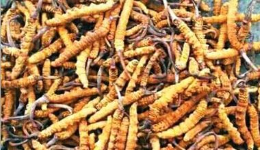 ८० लाख मूल्य बराबरको यार्सागुम्बासहित चार जना काठमाडौंबाट पक्राउ