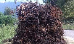 सुदूरपश्चिममा ‘बूढी पोल्ने’ पर्व मनाइँदै