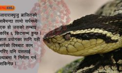 सर्पको विषबाट कोरोना उपचार !