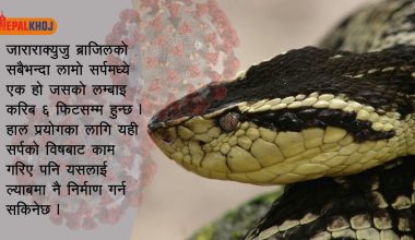 सर्पको विषबाट कोरोना उपचार !