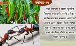 के रातो कमिलाको चटनी कोभिडको उपचारमा प्रयोग गर्न सकिन्छ ?