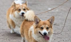 कुकुर पाल्न दर्ता गर्नु पर्ने !