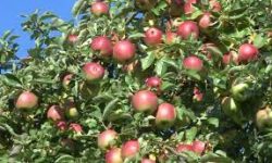 नेपालगञ्ज बजारमा जुम्लाको अर्गानिक स्याउ