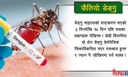 के हो डेंगु ? यस्ता छन् बच्ने उपाय