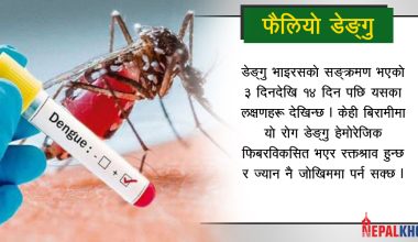 के हो डेंगु ? यस्ता छन् बच्ने उपाय