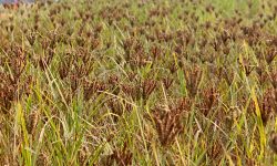 बाँझो जमिनमा कोदो खेती !