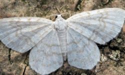 सापु राेगका यति धेरै बिरामी !