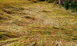वर्षाले पाकेको धान बाली नष्ट